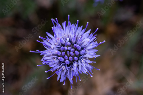 Sheep s-bit  Jasione montana  - family group Campanulaceae. Photo taken in Co Louth. Ireland