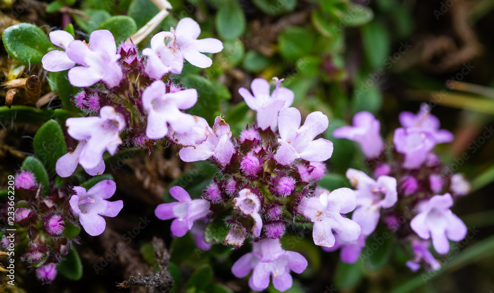 Wild Thyme (Thymus polytrichus) - photo taken in Co Louth, Ireland Wild Thyme (Thymus polytrichus) - photo taken in Co Louth, Ireland