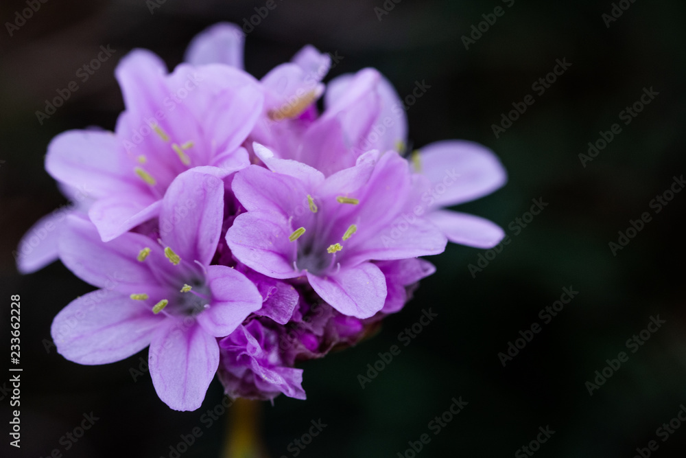 Wild Thyme (Thymus polytrichus) - photo taken in Co Louth, Ireland Wild Thyme (Thymus polytrichus) - photo taken in Co Louth, Ireland