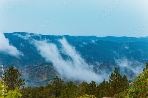 Pine forest, highland Da Lat city fog in the morning in Langbiang