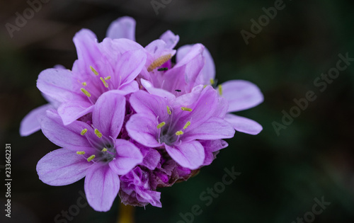 Wild Thyme (Thymus polytrichus) - photo taken in Co Louth, Ireland