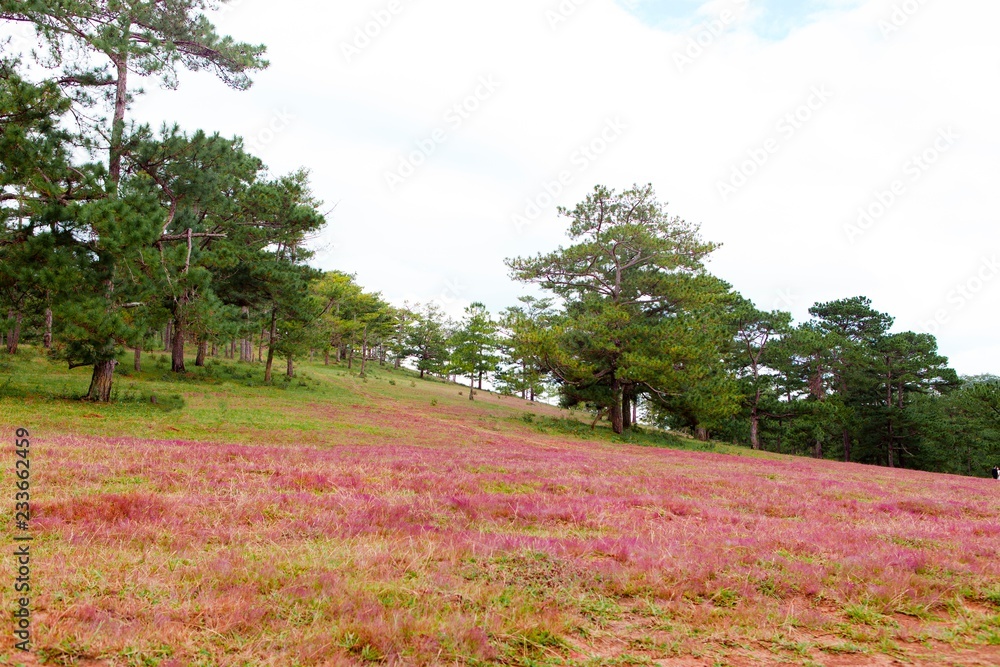 Amazing landscape at Da lat Vietnam at evening, people grazing cows on meadow among pine forest, pink grass hill contrast with green tree make wonderful scene for DaLat tourism