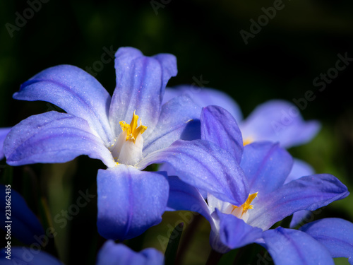 Foto Some Glory-of-the-snow flowers (Chionodoxa luciliae) in spring