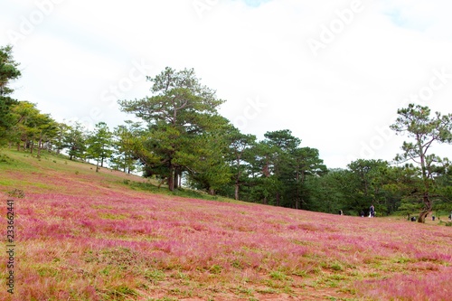Billede på lærred Amazing landscape at Da lat Vietnam at evening, people grazing cows on meadow am