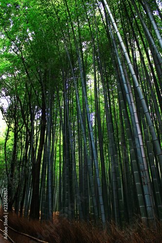Landscape of Japanese bamboo grove garden