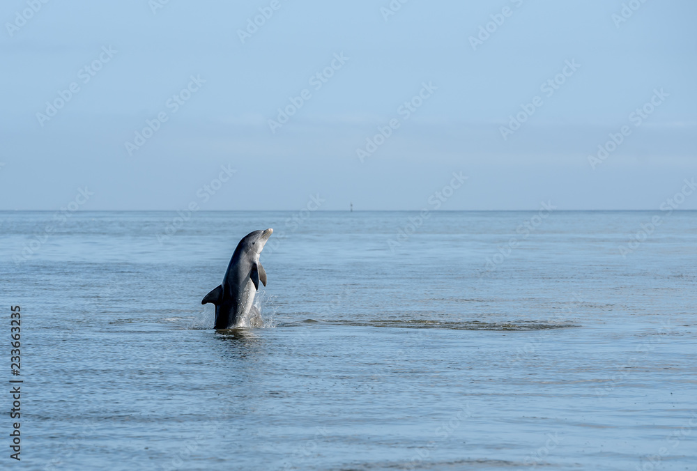 Wild Atlantic Bottlenose Dolphin Tursiops Truncatus Jumping Out of the Water While Playing in the Intercoastal Waterway in Savannah Georgia Wild Atlantic Bottlenose Dolphin Tursiops Truncatus Jumping Out of the Water While Playing in the Intercoastal Waterway in Savannah Georgia