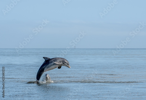 Tablou canvas Wild Atlantic Bottlenose Dolphin Tursiops Truncatus Jumping Out of the Water Whi