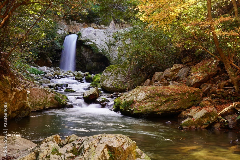 Obraz premium 秋の岳間渓谷の風景