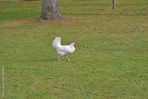 .white rooster walks in the grass in search of food.