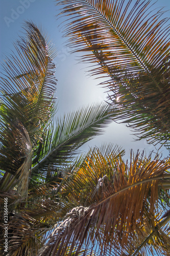 Detailed view of palm trees leafs and sky, on the island of Mussulo, Luanda, Angola © Miguel Almeida