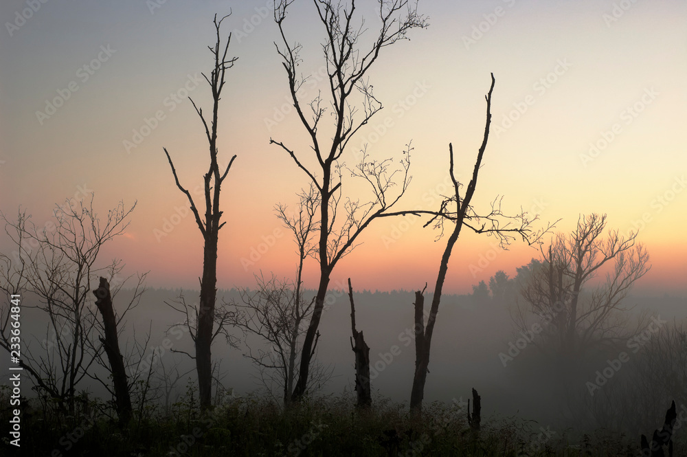 dry trees on a background of yellow misty dawn dry trees on a background of yellow misty dawn