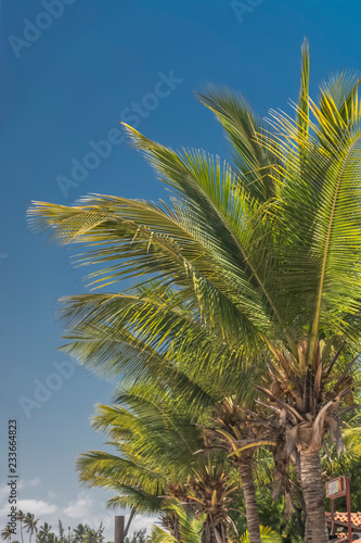Detailed view of palm tree on the island of Mussulo  Luanda  Angola