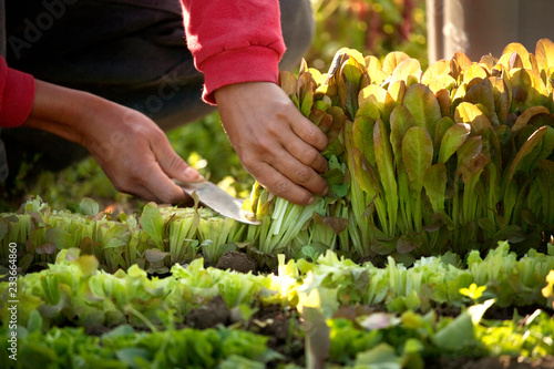 фотографія Cropped image of man cutting leaf vegetables