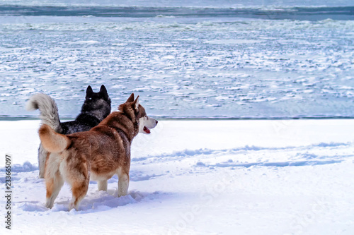 Portrait two dogs Siberian husky standing on the shore and looking at the floating ice. Rear view. Copy space.