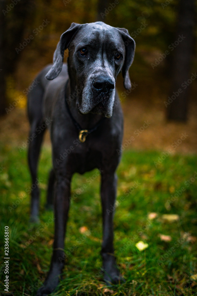 Greatdane in the forest