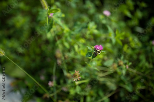 bumble bee on flower © Adam