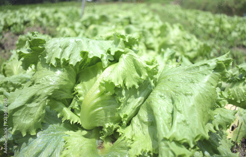 fresh lettuce in the garden