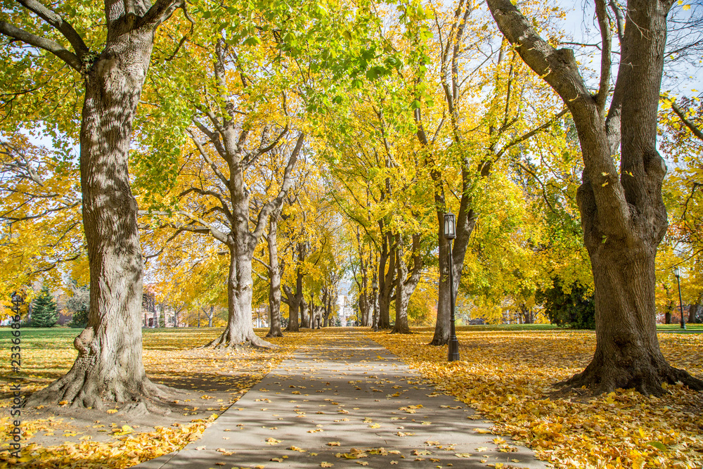 Naklejka premium Fall walk