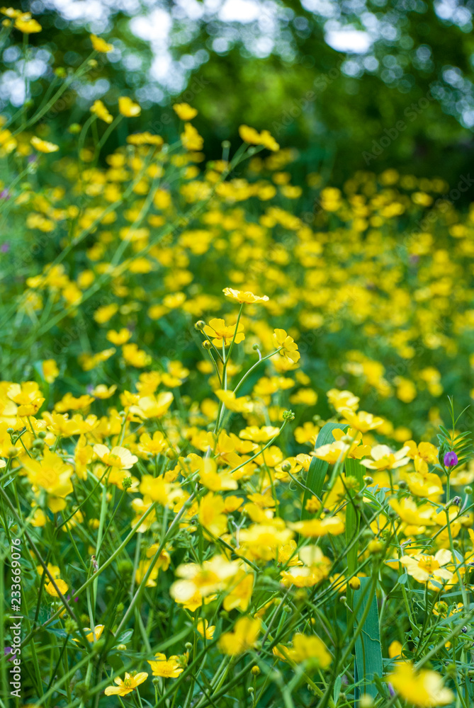 Obraz premium ウマノアシガタ