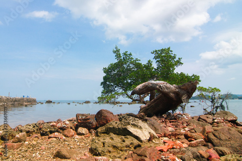 mangrove tree on stone beach