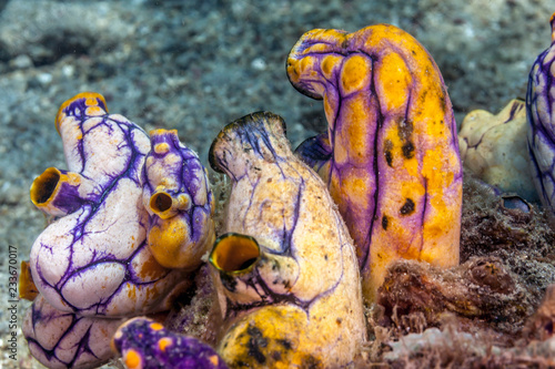 Bilde på lerret Polycarpa aurata, also known as the ox heart ascidian, the gold-mouth sea squirt