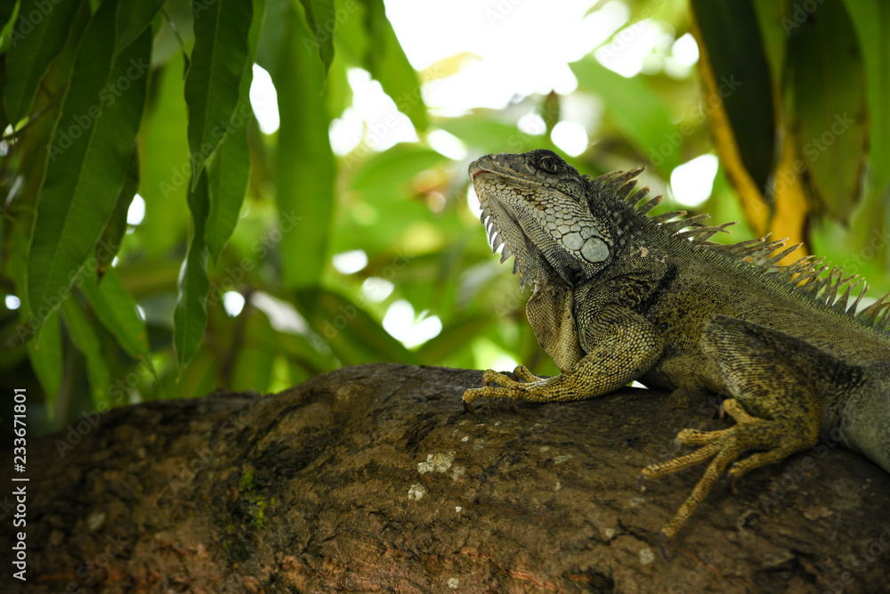 Obraz premium green iguana on tree