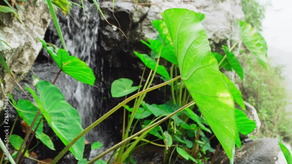 Green lotus leafs wiht small waterfall spring in background. 4K footage close-up. Concept: relaxation, wellness, body care, spa, nature, health and aromatherapy and scents Green lotus leafs wiht small waterfall spring in background. 4K footage close-up. Concept: relaxation, wellness, body care, spa, nature, health and aromatherapy and scents