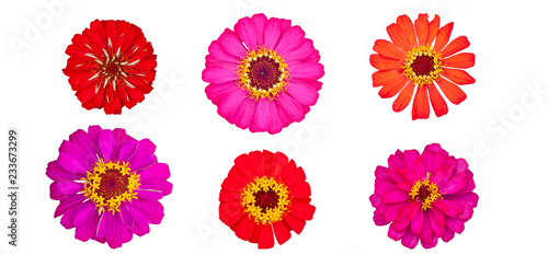 Beautiful colorful zinnia flower top view isolated on white background with clipping path.