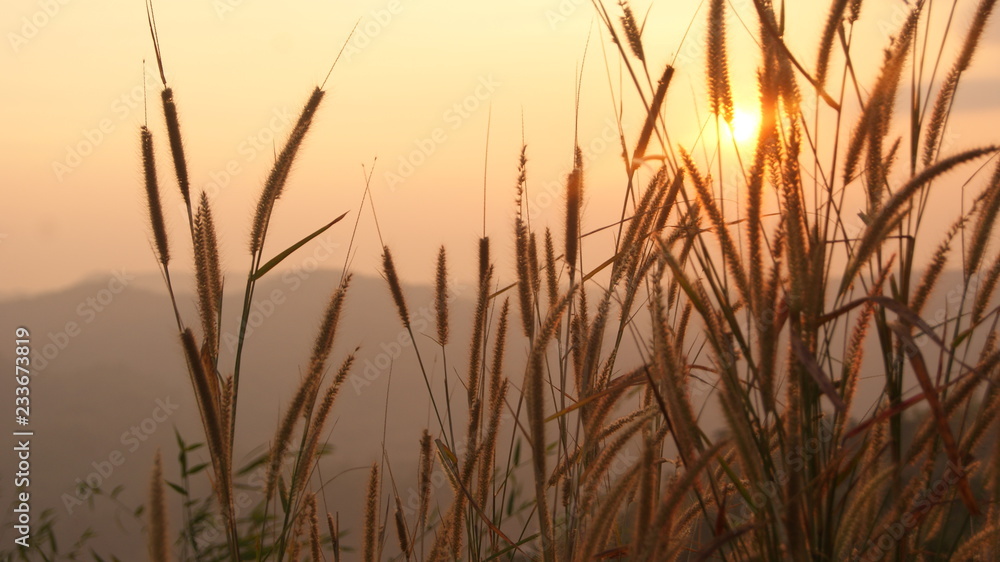 Sunrise flower grass the sun flowers plant on morning sunlight autumn field and mountain background - Sunset orange sky with grass foreground Sunrise flower grass the sun flowers plant on morning sunlight autumn field and mountain background - Sunset orange sky with grass foreground