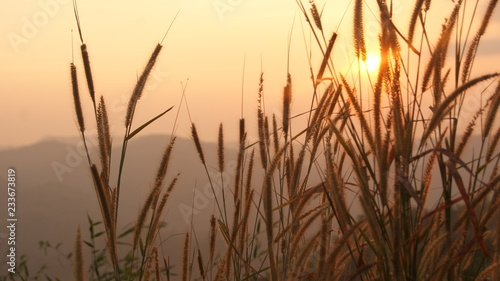 Sunrise flower grass the sun flowers plant on morning sunlight autumn field and mountain background - Sunset orange sky with grass foreground