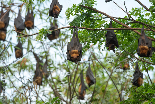 Bats hanging upside down on the tree