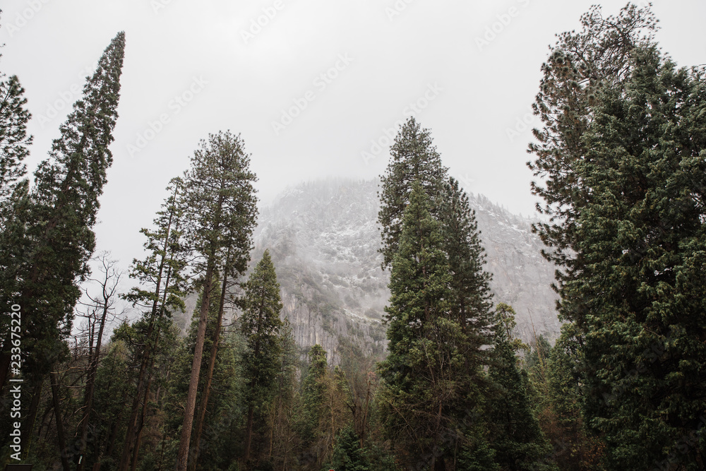 pine forest in winter