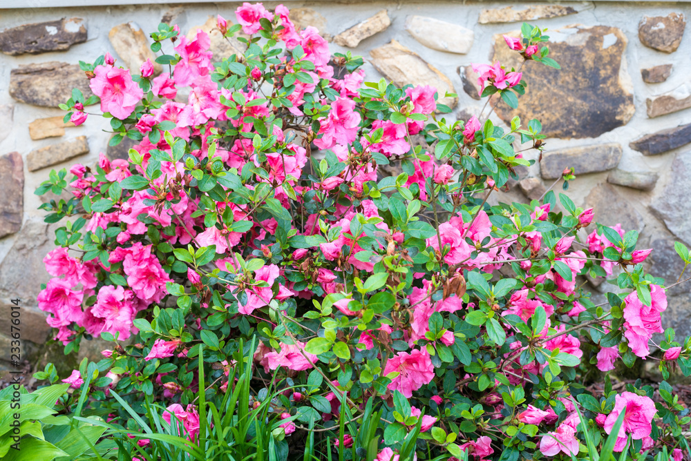 Pink Flowers against a Rock Wall - Country - Spring