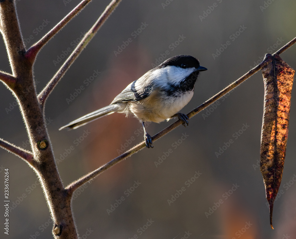 Naklejka premium Black Cap Chickadee