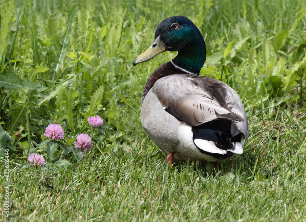 Obraz premium Mallard in the clover
