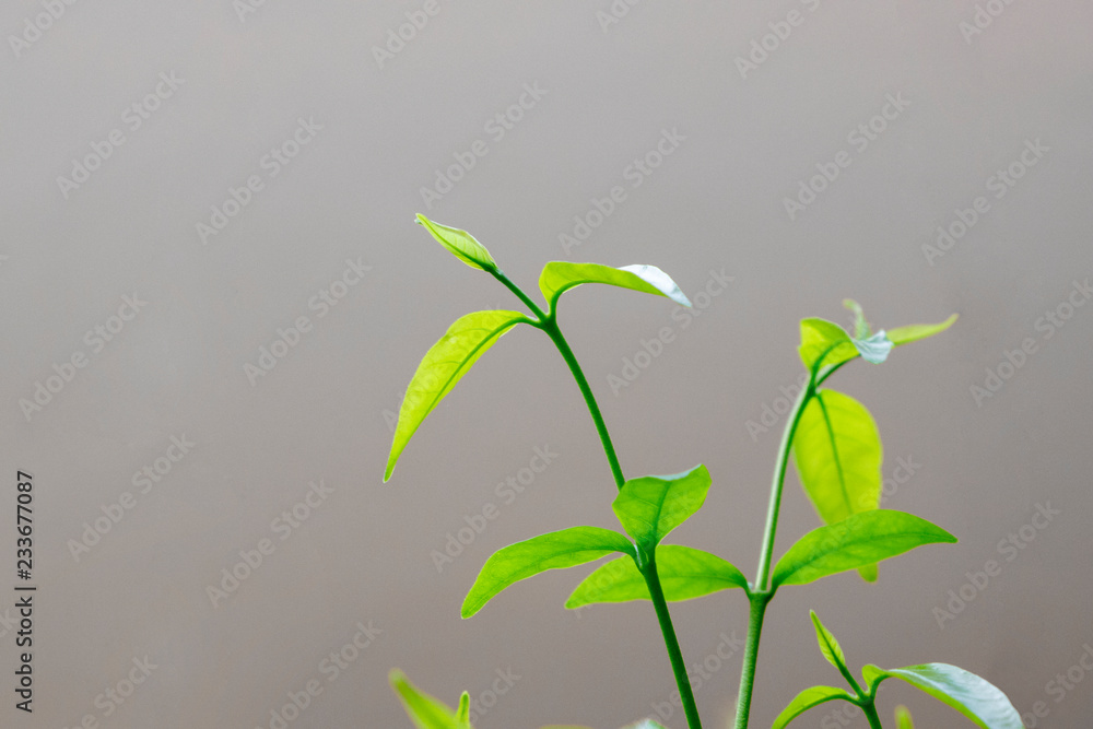 Fototapeta premium Green leaf nature on the branches and warm light on cream background. Beautiful green leaves