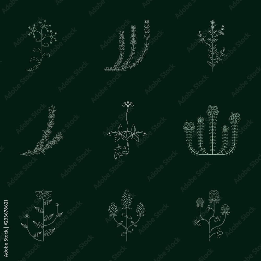 Obraz premium Medicinal herbs icons set