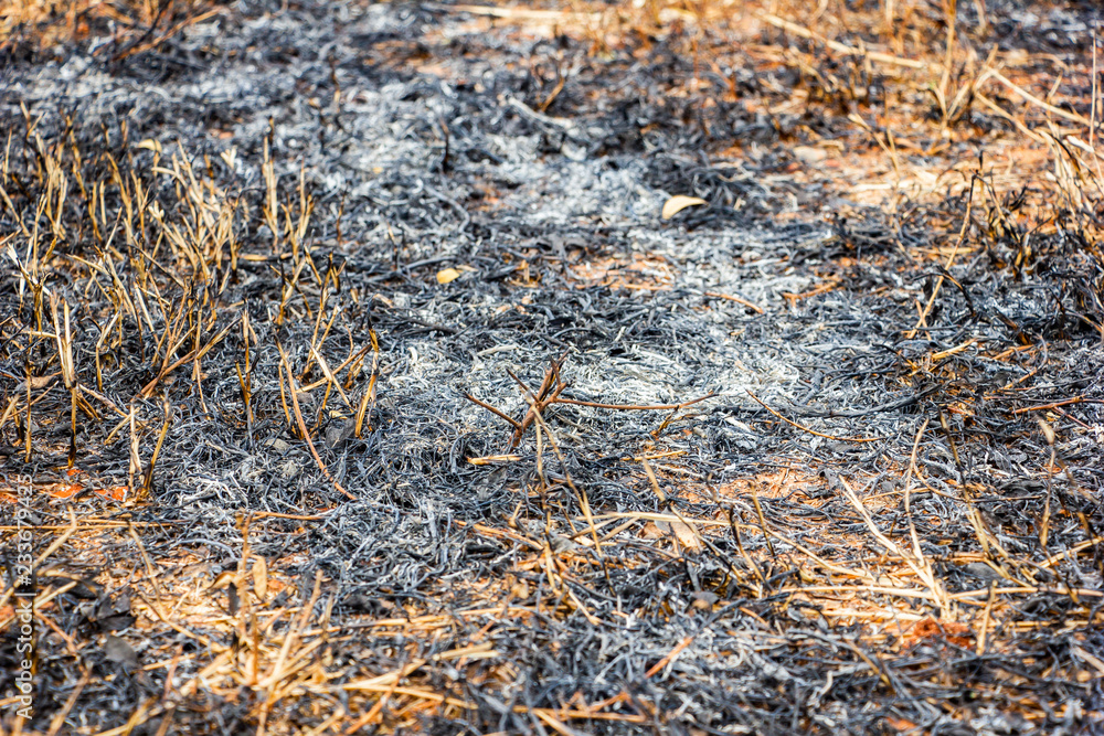 Closeup burned dry grass background , Ash grass and tree from burned Closeup burned dry grass background , Ash grass and tree from burned
