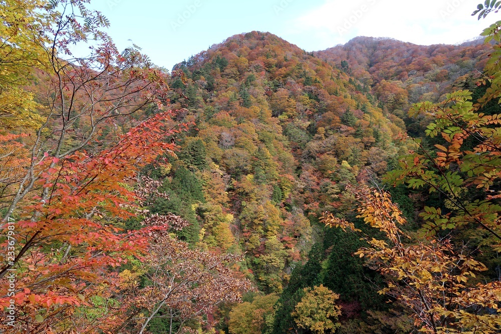 日本の山の紅葉