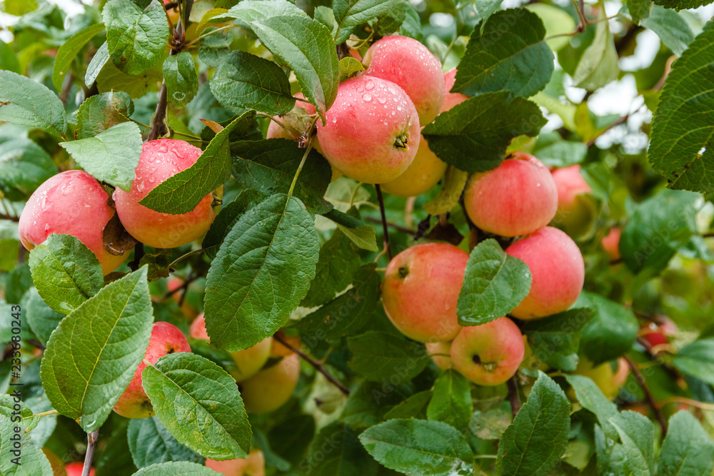 Close-up of red ripe apple on branch in soft-focus in the background. Apple tree. Apple with rain drops. Ripening apple fruit on branches in garden after rain. Close-up of red ripe apple on branch in soft-focus in the background. Apple tree. Apple with rain drops. Ripening apple fruit on branches in garden after rain.