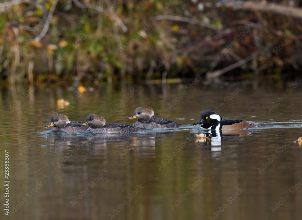 Male and Females Hooded Merganser Swimming in Fall Male and Females Hooded Merganser Swimming in Fall