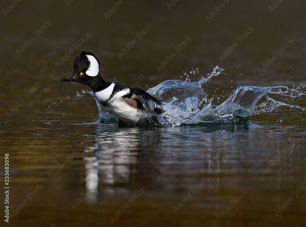 Fototapeta premium Male Hooded Merganser Taking Off