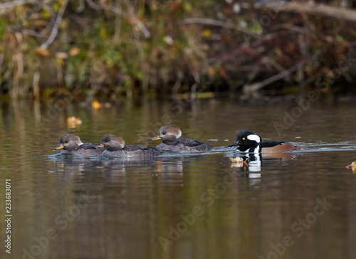 Male and Females Hooded Merganser Swimming in Fall