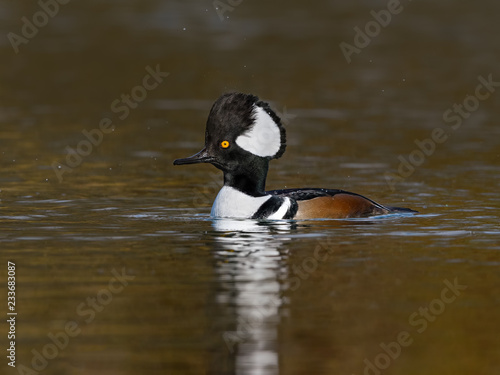 Male Hooded Merganser Swimming in Fall