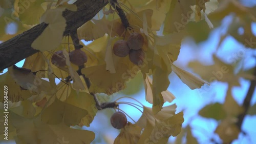 Tokyo,Japan-November 16,2018: Fully-ripened ginkgo nuts with birds tweets in the morning of late autumn
