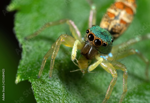 Macro Photo of Colorful Jumping Spider with Prey on Green Leaf