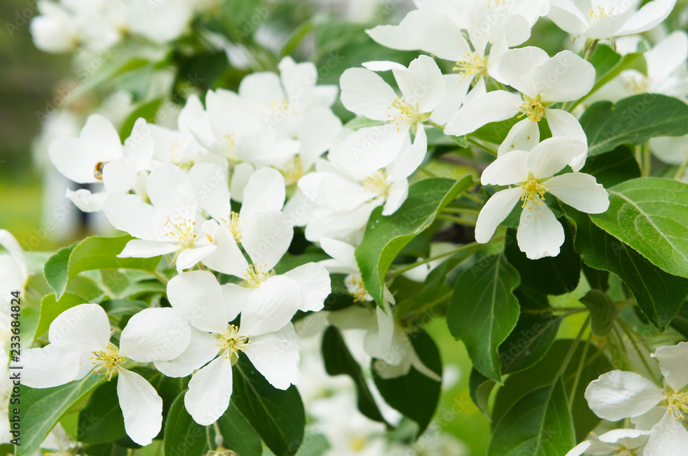 White apple blossoming branch tree White apple blossoming branch tree