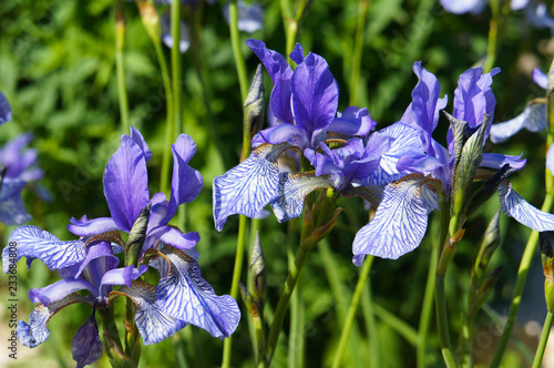 Fototapeta Naklejka Na Ścianę i Meble -   Iris sibirica blue flowers with green background