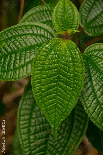 Maui Kosters Curse Plant photo