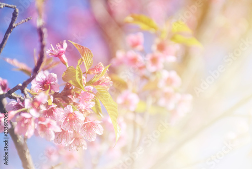 Wild Himalayan Cherry blossoms with copy space and morning light. © Sakuramos